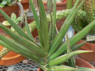 sansevieria ehrenbergii thumbnail