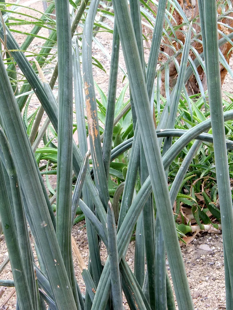 sansevieria fischeri plant showing characteristic features