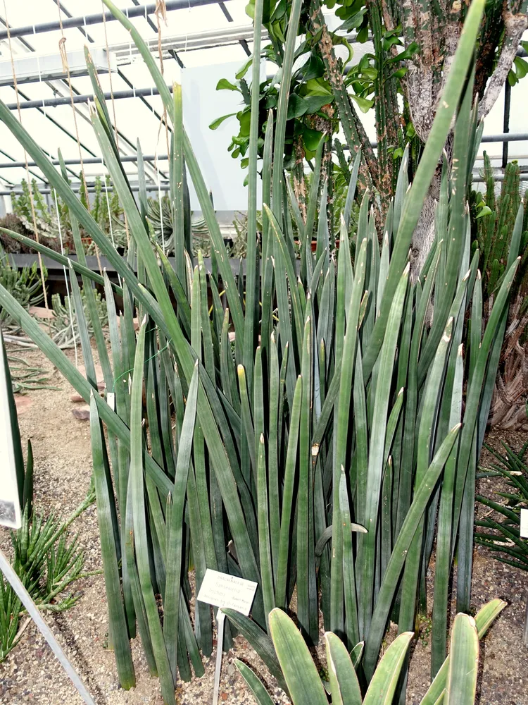 sansevieria fischeri plant showing characteristic features