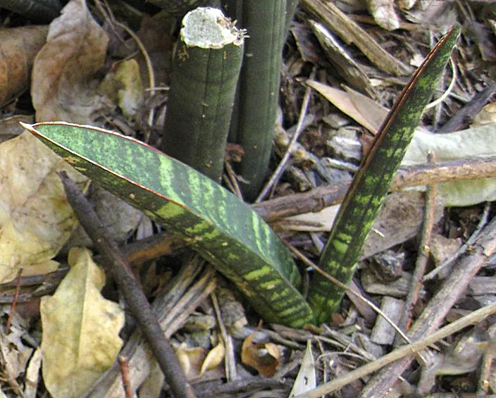 sansevieria fischeri plant showing characteristic features