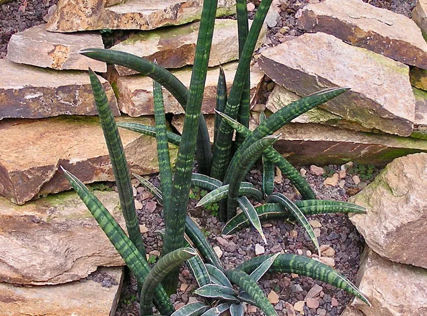 sansevieria fischeri plant showing characteristic features