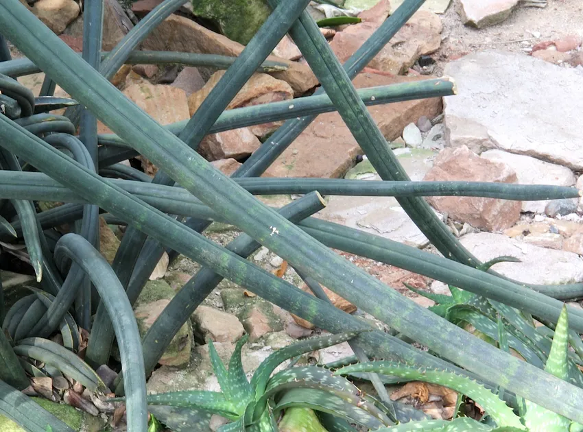 sansevieria fischeri plant showing characteristic features