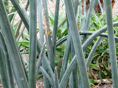 sansevieria fischeri thumbnail