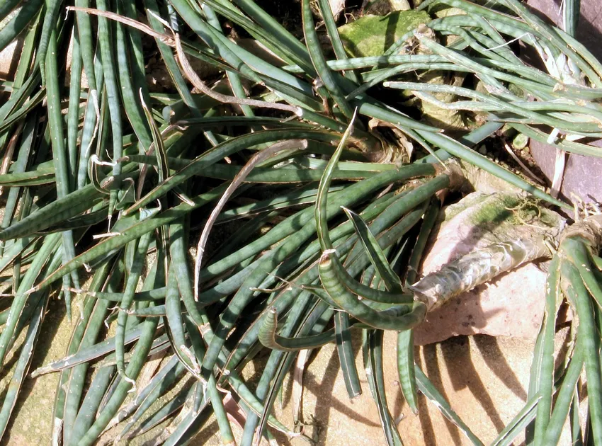 sansevieria gracilis plant showing characteristic features