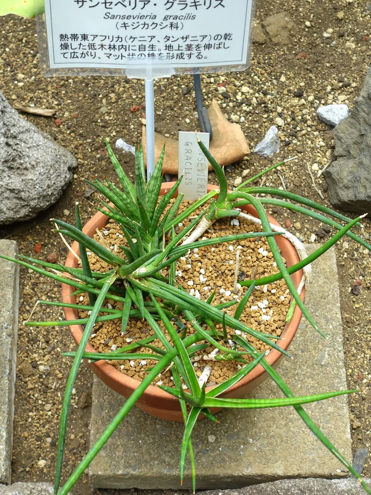 sansevieria gracilis plant showing characteristic features