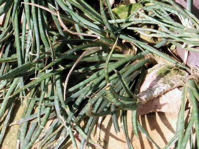 sansevieria gracilis thumbnail