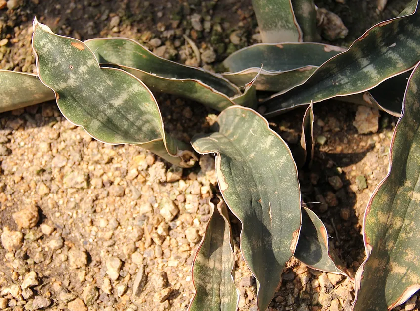 sansevieria kirkii plant showing characteristic features