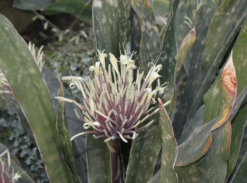 sansevieria kirkii plant showing characteristic features