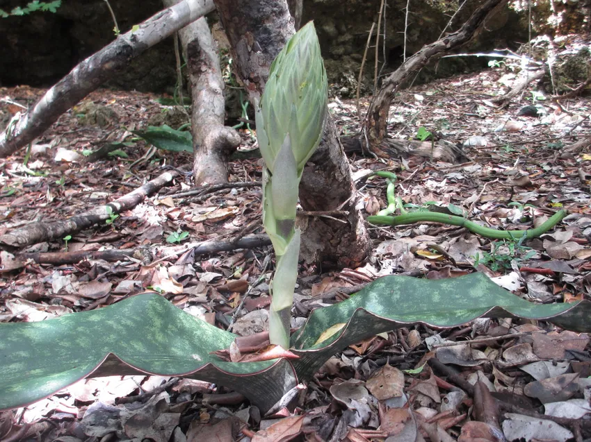 sansevieria kirkii plant showing characteristic features