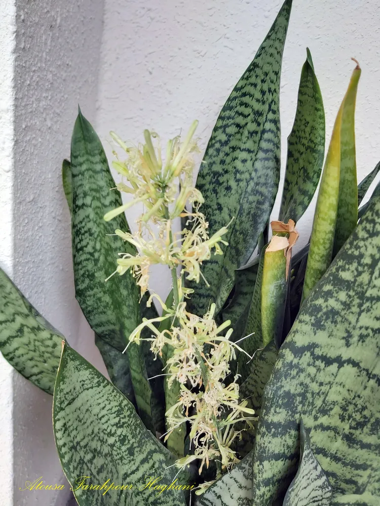 sansevieria kirkii plant showing characteristic features