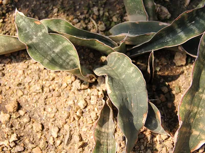 sansevieria kirkii thumbnail