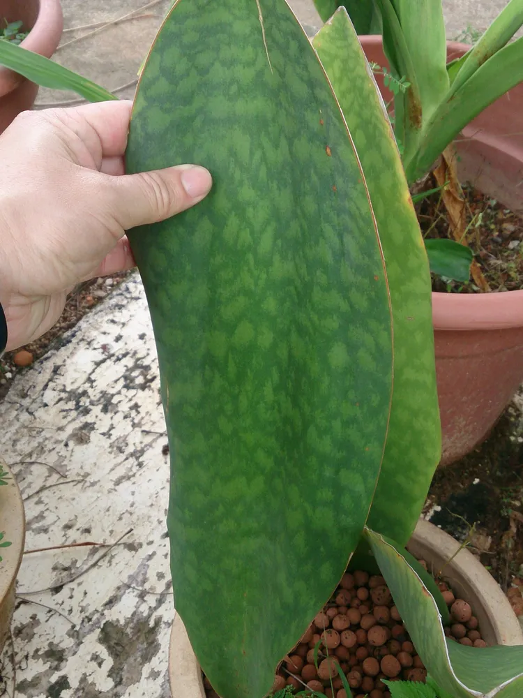 sansevieria masoniana plant showing characteristic features