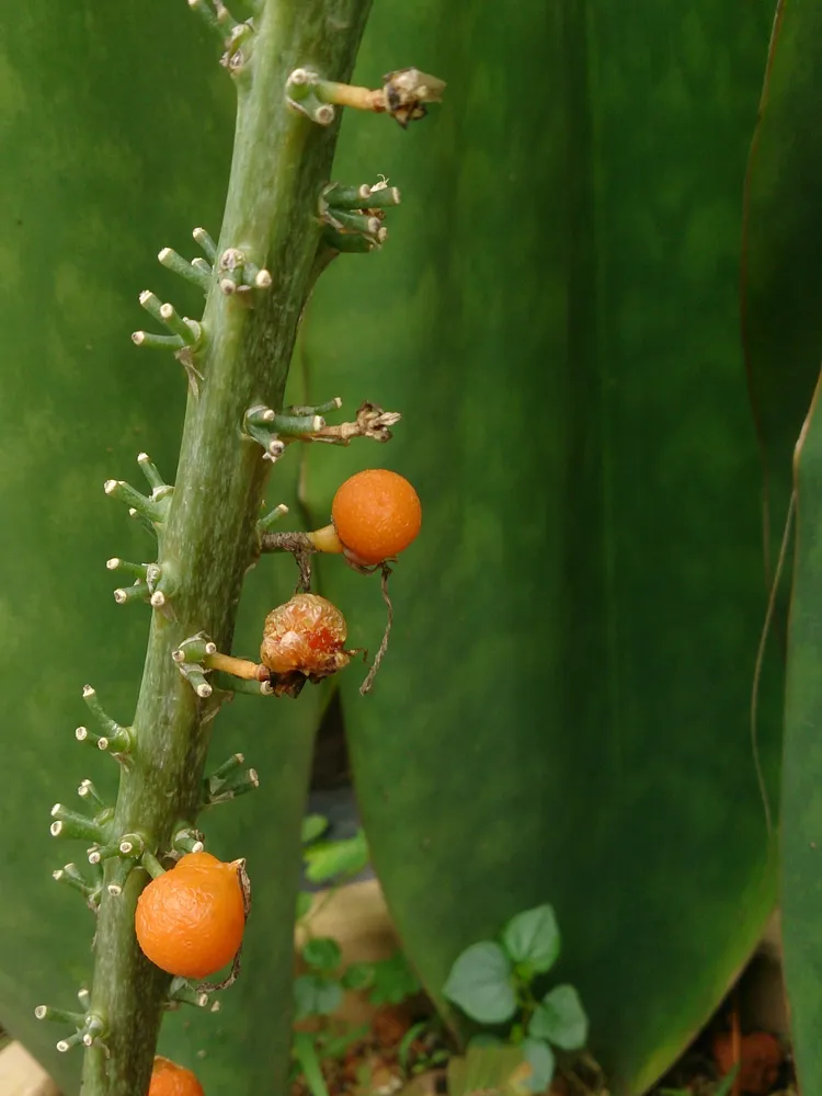 sansevieria masoniana plant showing characteristic features