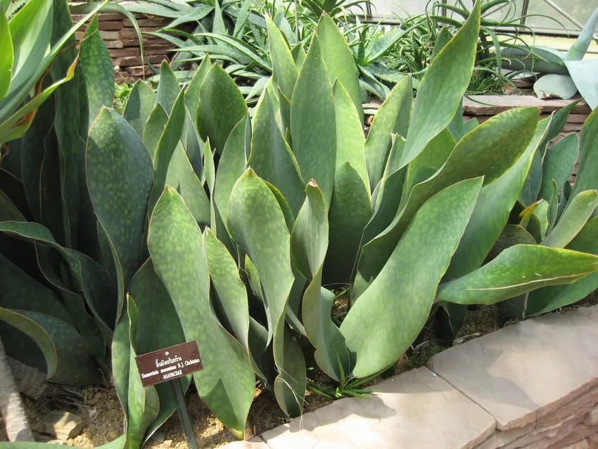 sansevieria masoniana plant showing characteristic features