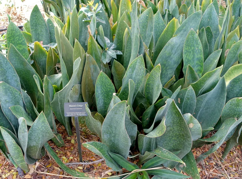 Plante sansevieria masoniana montrant ses caractéristiques typiques