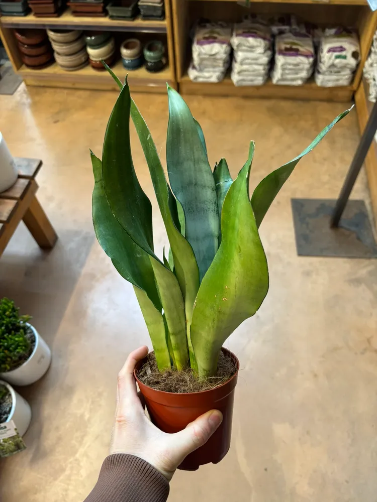 Plante sansevieria moonshine montrant ses caractéristiques typiques