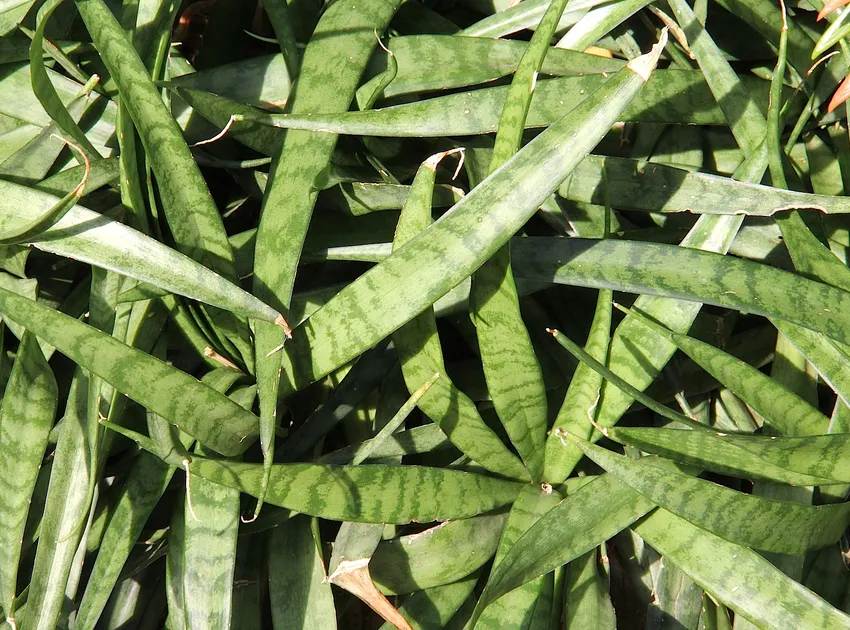 sansevieria parva plant showing characteristic features