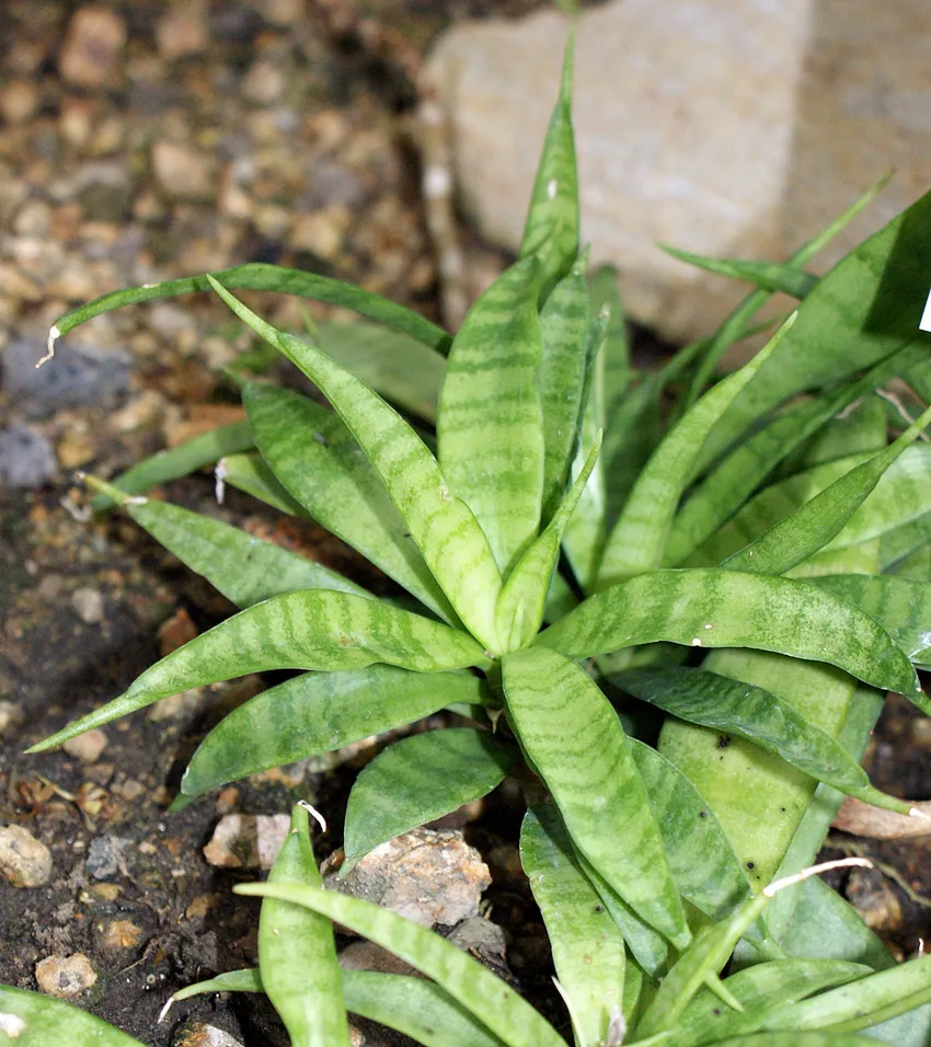 sansevieria parva plant showing characteristic features