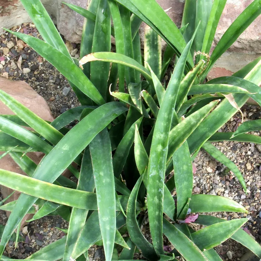 sansevieria parva plant showing characteristic features