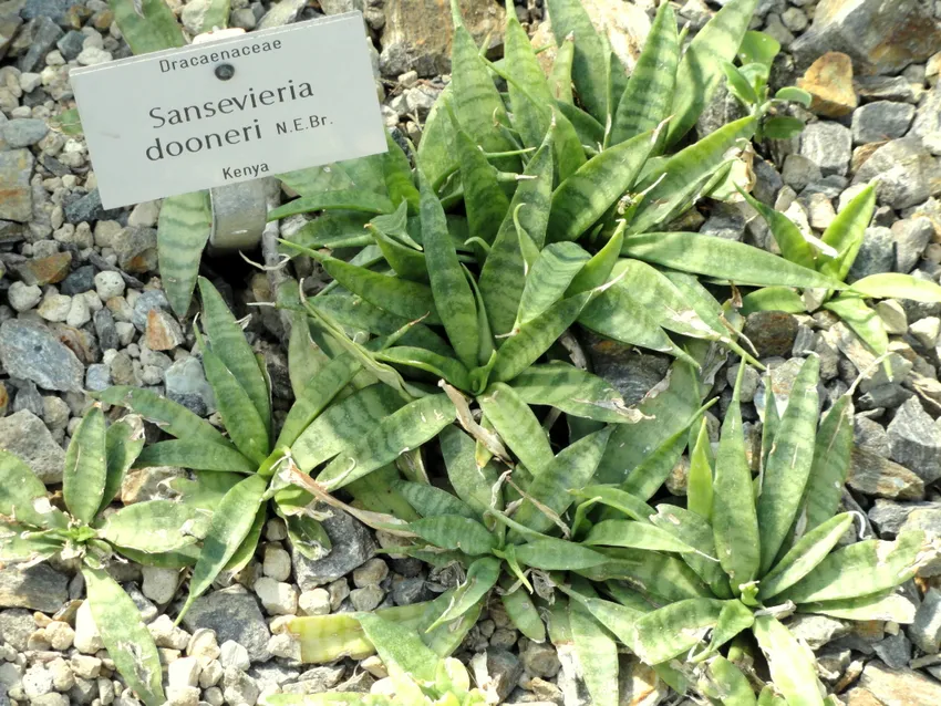 sansevieria parva plant showing characteristic features