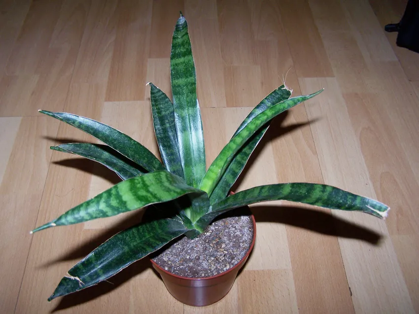 sansevieria parva plant showing characteristic features