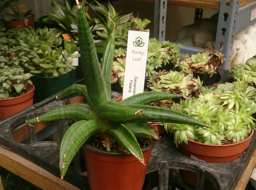 sansevieria patens plant showing characteristic features