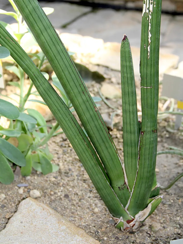 sansevieria pearsonii plant showing characteristic features