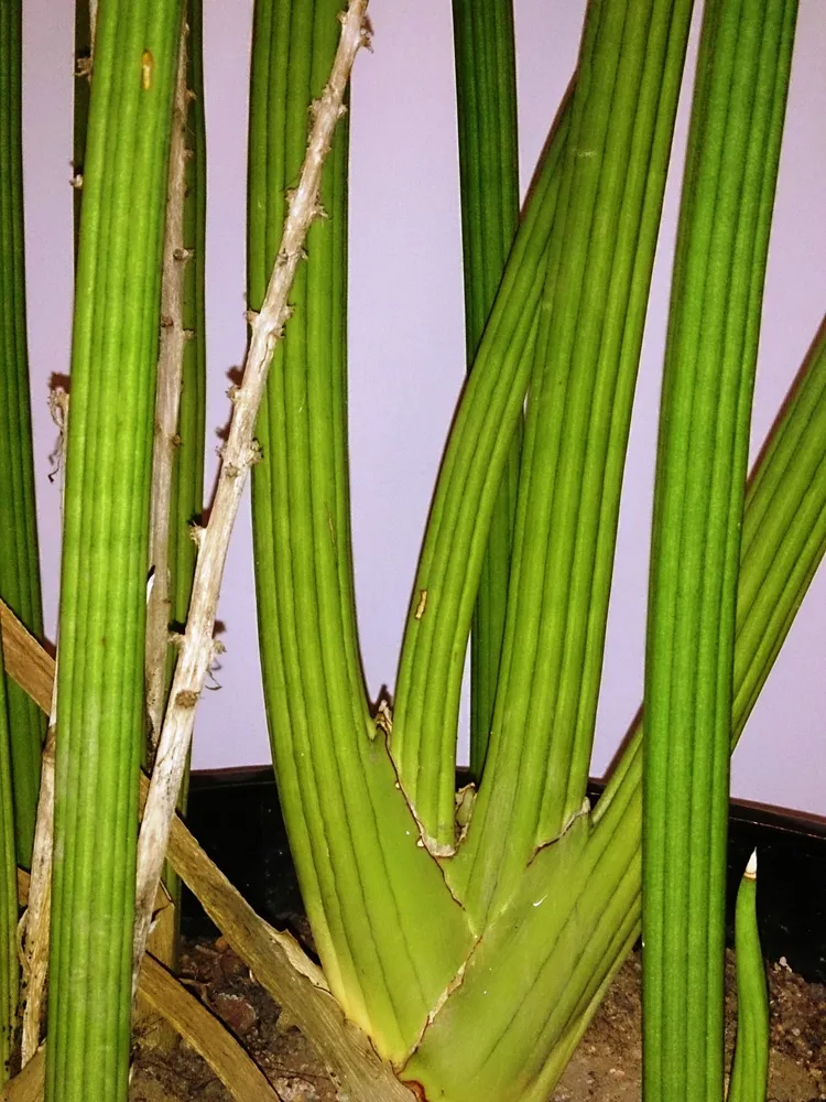 sansevieria pearsonii plant showing characteristic features