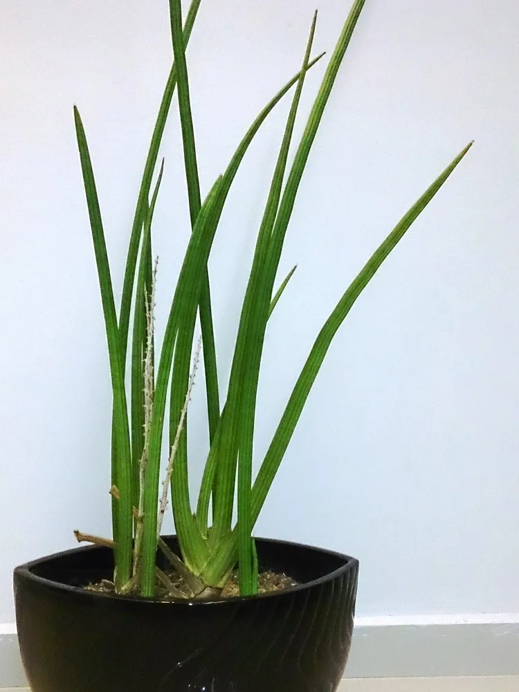 sansevieria pearsonii plant showing characteristic features