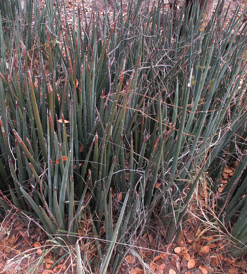 sansevieria pearsonii plant showing characteristic features