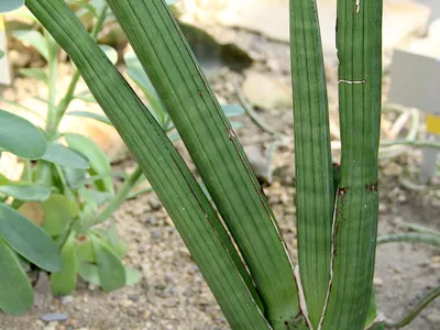 sansevieria pearsonii thumbnail