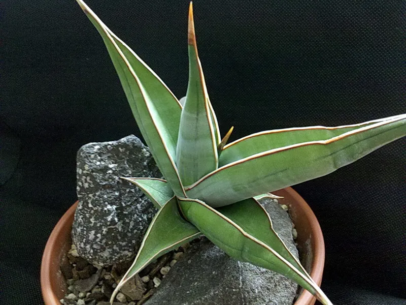 sansevieria pinguicula plant showing characteristic features