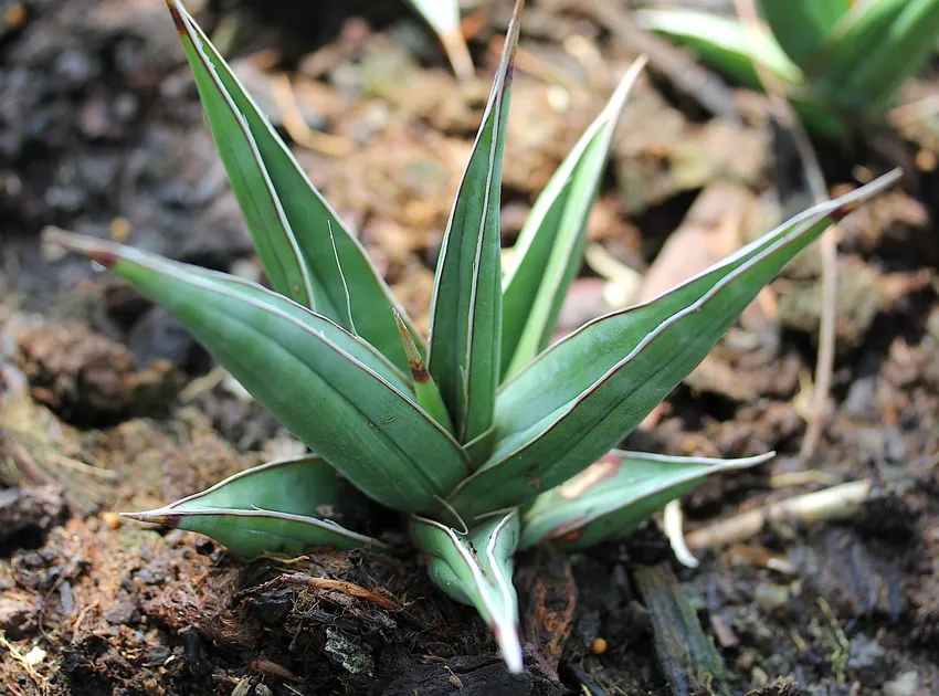 sansevieria pinguicula plant showing characteristic features