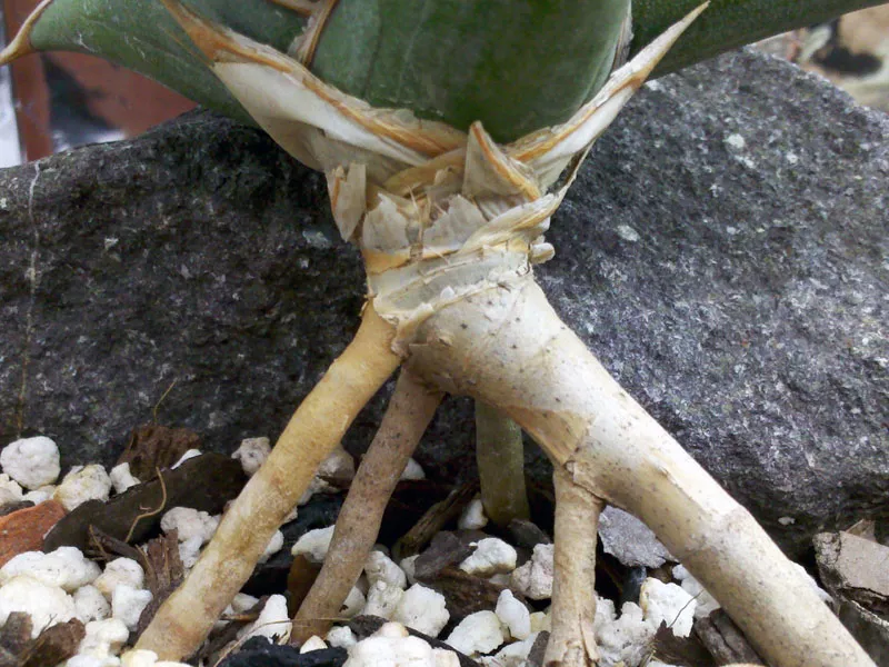 sansevieria pinguicula plant showing characteristic features