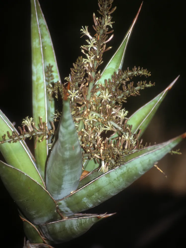 sansevieria pinguicula plant showing characteristic features