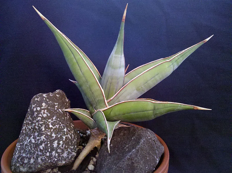 sansevieria pinguicula plant showing characteristic features