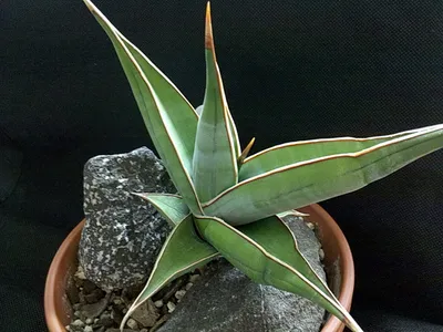 sansevieria pinguicula thumbnail