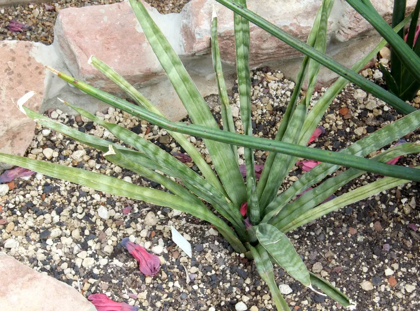 sansevieria roxburghiana plant showing characteristic features