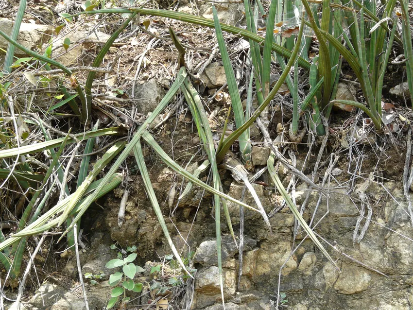 sansevieria roxburghiana plant showing characteristic features