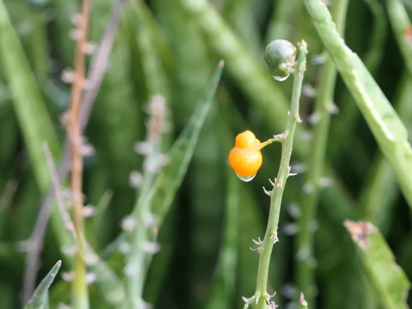 sansevieria roxburghiana plant showing characteristic features