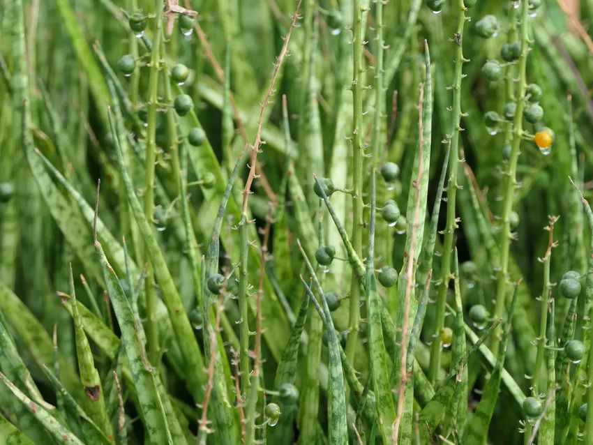 sansevieria roxburghiana plant showing characteristic features