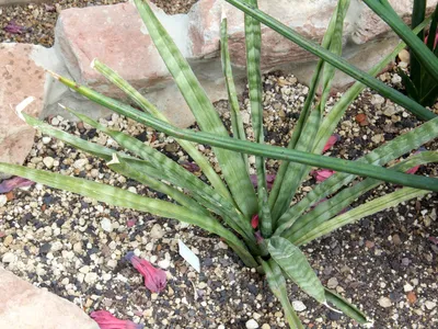 sansevieria roxburghiana thumbnail