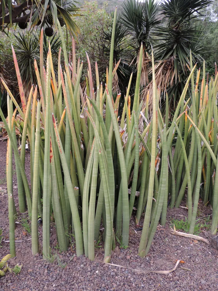 sansevieria stuckyi plant showing characteristic features