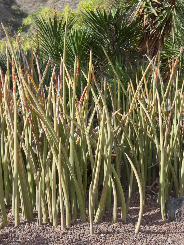 sansevieria stuckyi plant showing characteristic features