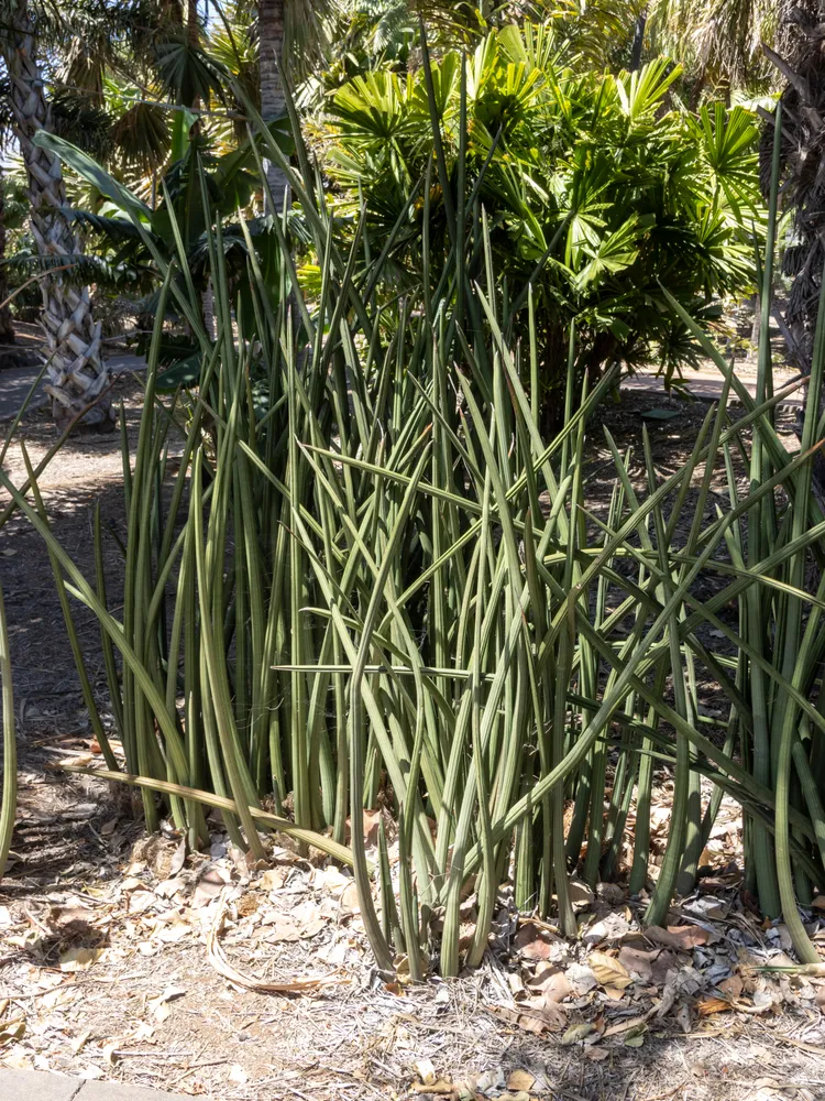 sansevieria stuckyi plant showing characteristic features