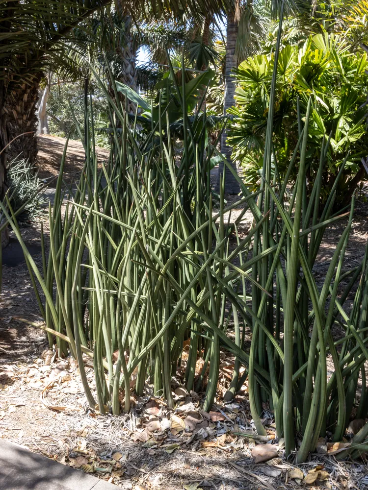 sansevieria stuckyi plant showing characteristic features