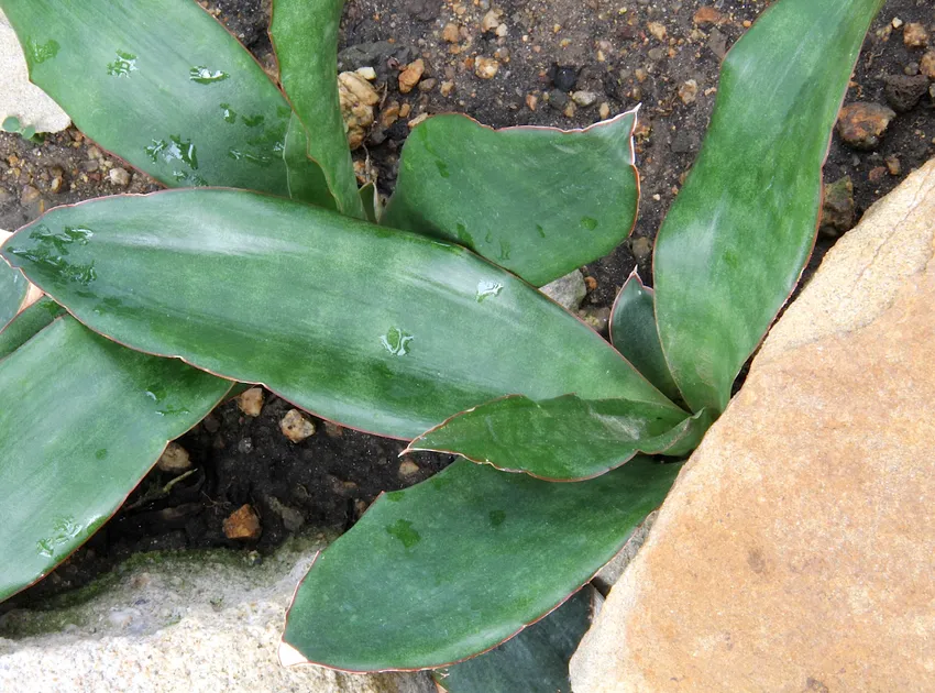 sansevieria subspicata plant showing characteristic features