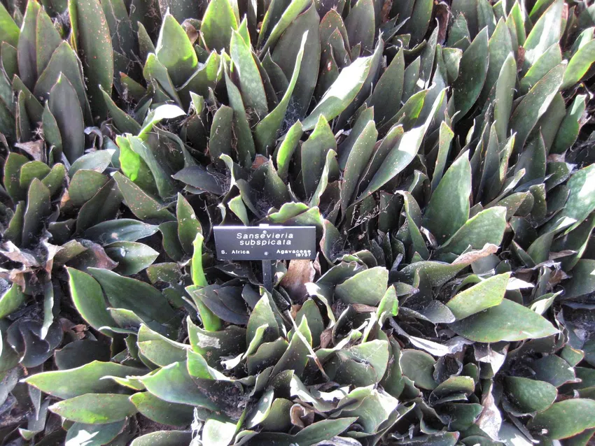 sansevieria subspicata plant showing characteristic features