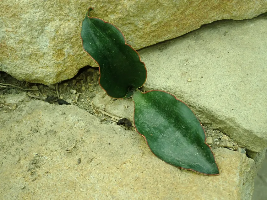 sansevieria subspicata plant showing characteristic features