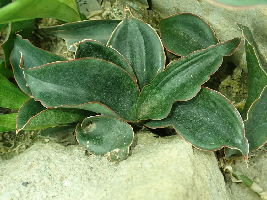 sansevieria subspicata plant showing characteristic features